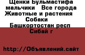 Щенки Бульмастифа мальчики - Все города Животные и растения » Собаки   . Башкортостан респ.,Сибай г.